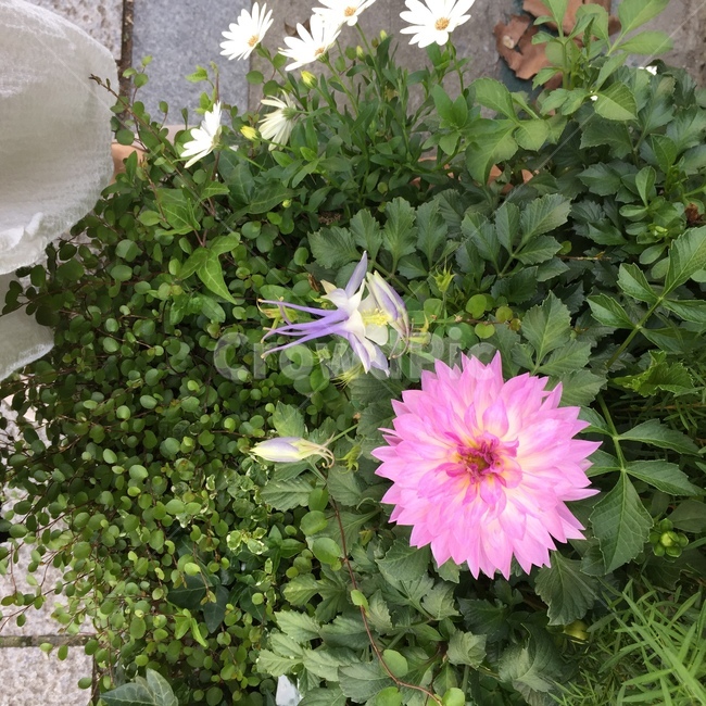 꽃,식물,분홍,화분,신비로움,plants,flower,pink