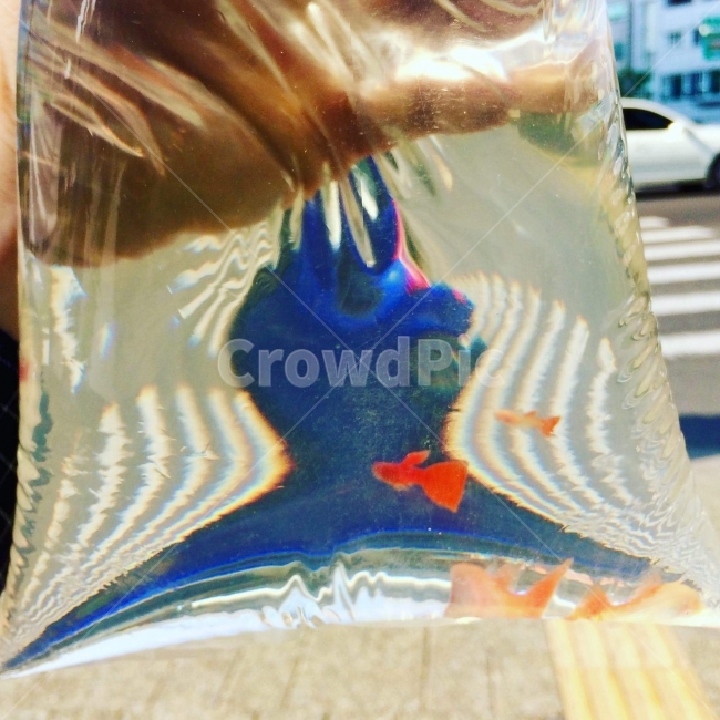 구피,열대어,횡단보도,여름,봉지,신호등,길거리,봉다리,동물,animal,어류,물고기,fish
