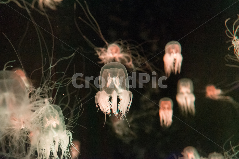 해파리,아쿠아리움,jellyfish,fish,수족관,동물,animal