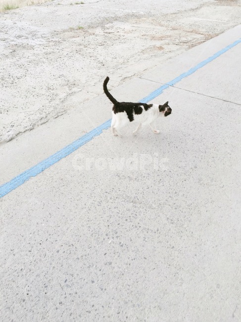 cute,cat,animal,고양이,동물,얼룩,풍경