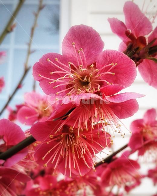 plant,식물,blossom,꽃,flower,spring,pink,봄,분홍색