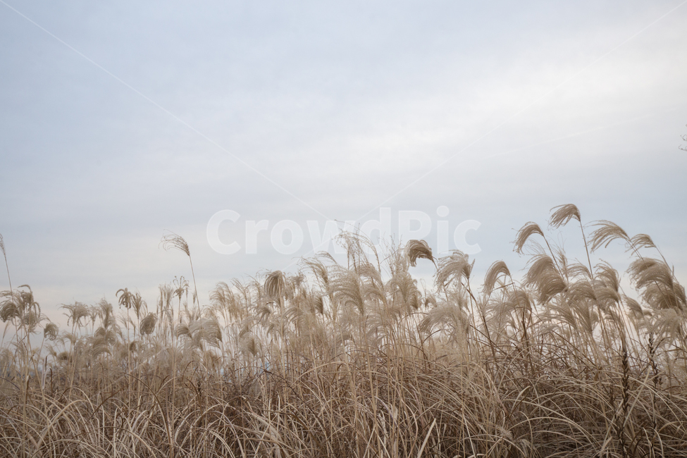 plant,식물,grass,lawn,reed,잔디,하늘공원,서울,갈대,하늘,구름,겨울,풍경