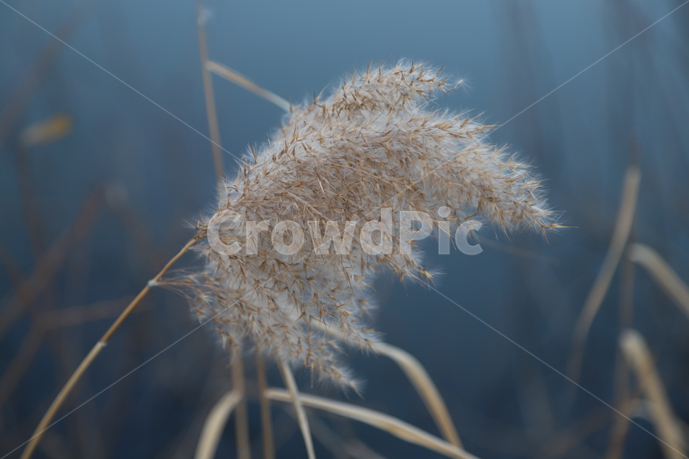 자연,물,겨울,고요,갈대,식물,자연,plants,nature