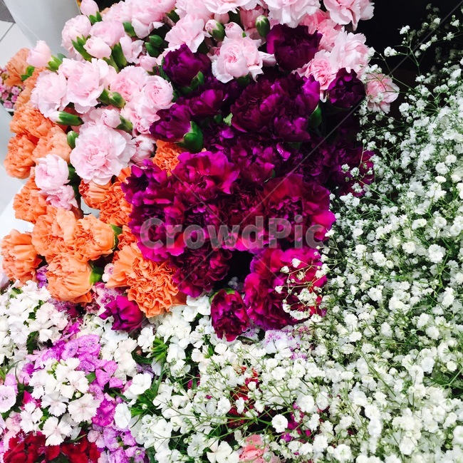 꽃,안개꽃,플라워,꽃다발,장미,식물,자연,plants,nature,꽃,flower