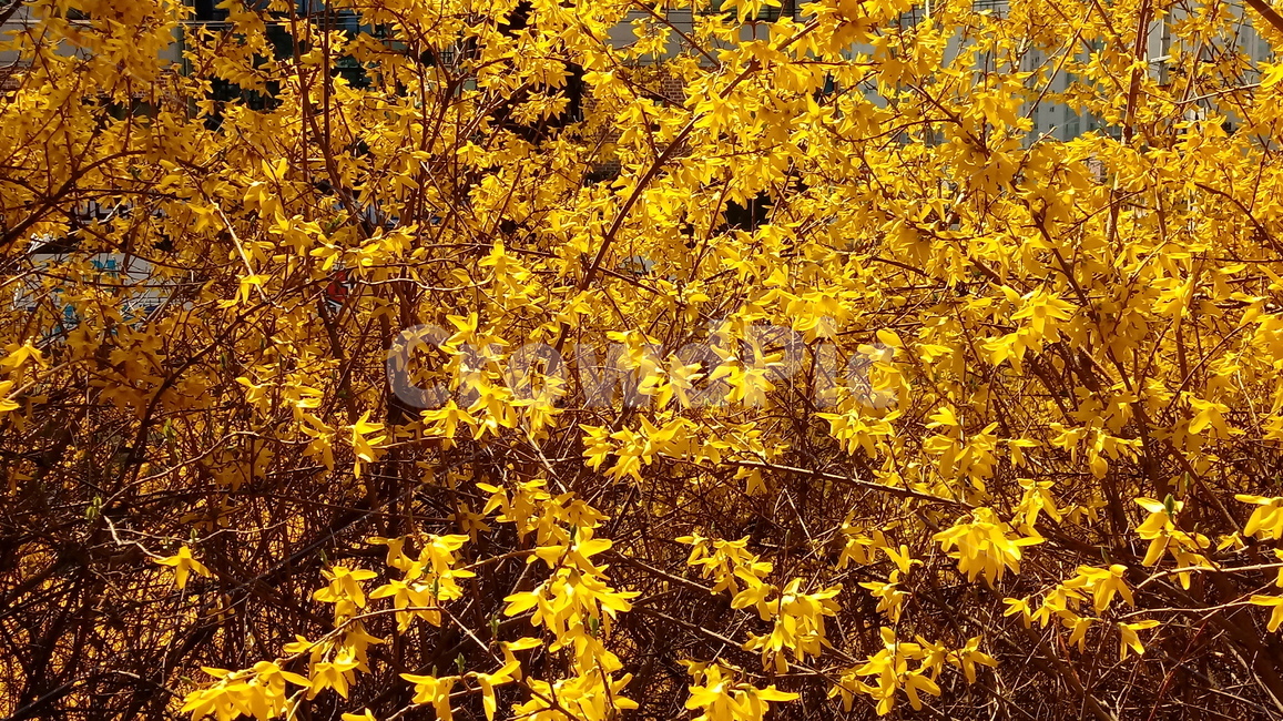 나무,식물,꽃,봄꽃,나무줄기,나무가지,봄,plant,tree,treetrunk,flower,blossom,꽃잎,노란색꽃,개나리