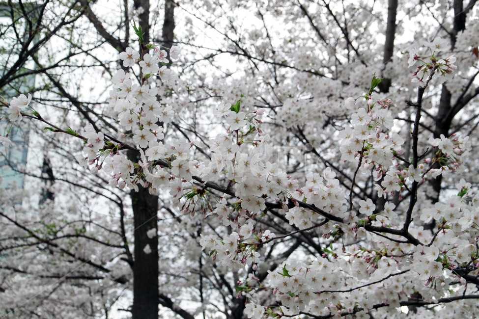 봄,계절,꽃,spring,season,flower,봄,계절,spring,season,식물,자연,plants,nature,꽃,flower,plant,blossom