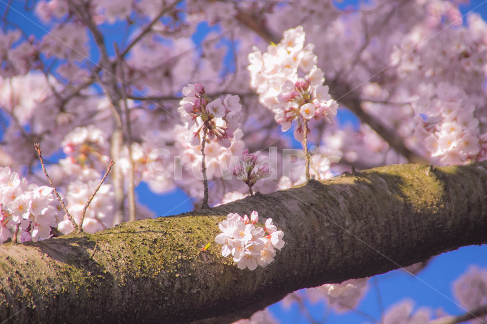 벚꽃,봄꽃,cherryblossom,봄분위기,spring,꽃