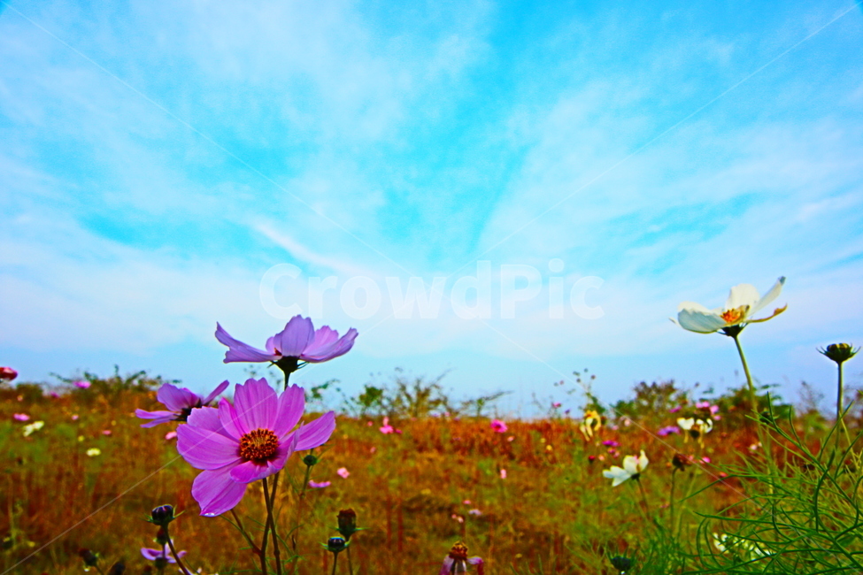 꽃,풍경,하늘,가을,생태사진,자연,가을,계절,fall,autumn,season,식물,자연,plants,nature,꽃,flower,plant