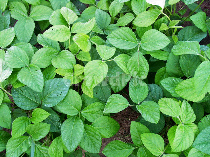 콩잎,콩재배,농작물,밭,채소,야채,식물,자연,plants,nature