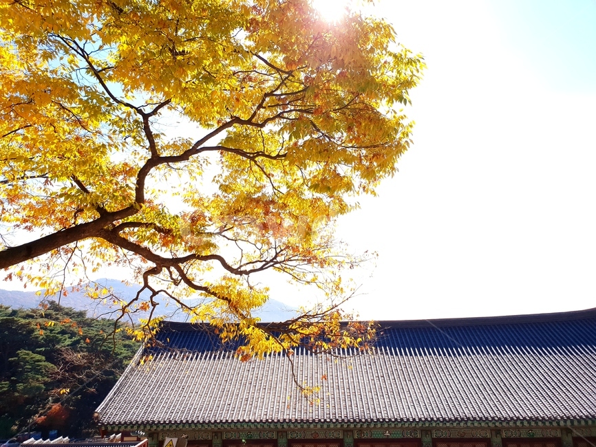 기와,나무,노랑,가을,지붕,풍경,가을,계절,fall,autumn,season,한국전통,한국문화,korean traditional,korean culture,건축물,건물외관,exterior,building,structure,architecture,construction,tree,plant,식물