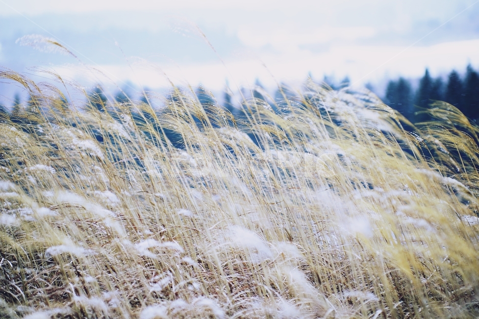 겨울,갈대,눈,바람,제주,winter,wind,겨울,계절,winter,season,자연,풍경,nature,landscape,grass,잔디,plant,식물,lawn