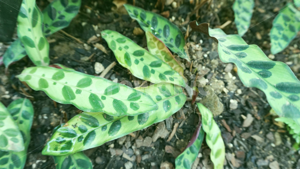 잎,독특한잎,얼룩무늬,식물,plant,leaf,초록잎,배경화면,독특한