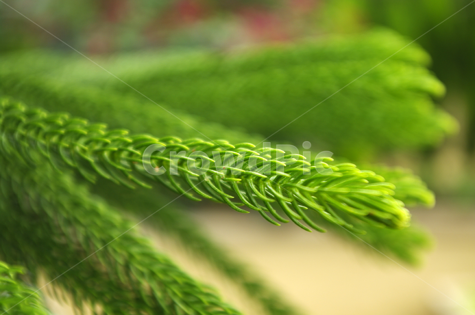식물,초록,잎,color,plant,식물,자연,plants,nature