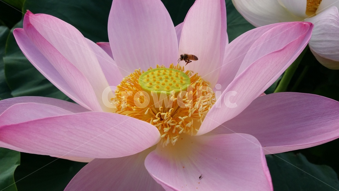 꽃,연꽃,관곡지,불교,여름,식물,자연,plants,nature,꽃,flower,동물,animal,곤충,벌레,insect,bug