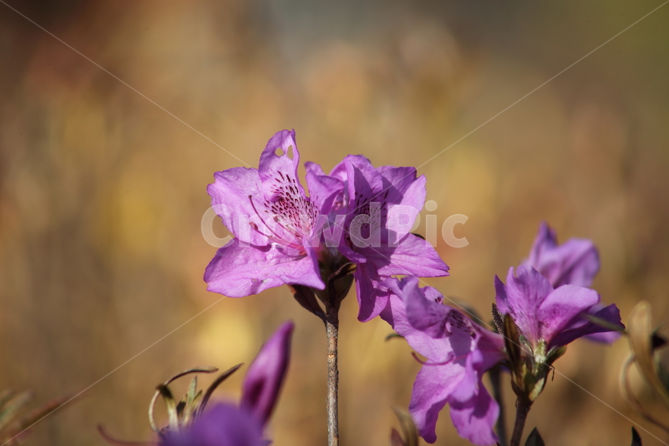 진달래,꽃,식물,두견화,koreanrosebay,식물,자연,plants,nature,꽃,flower