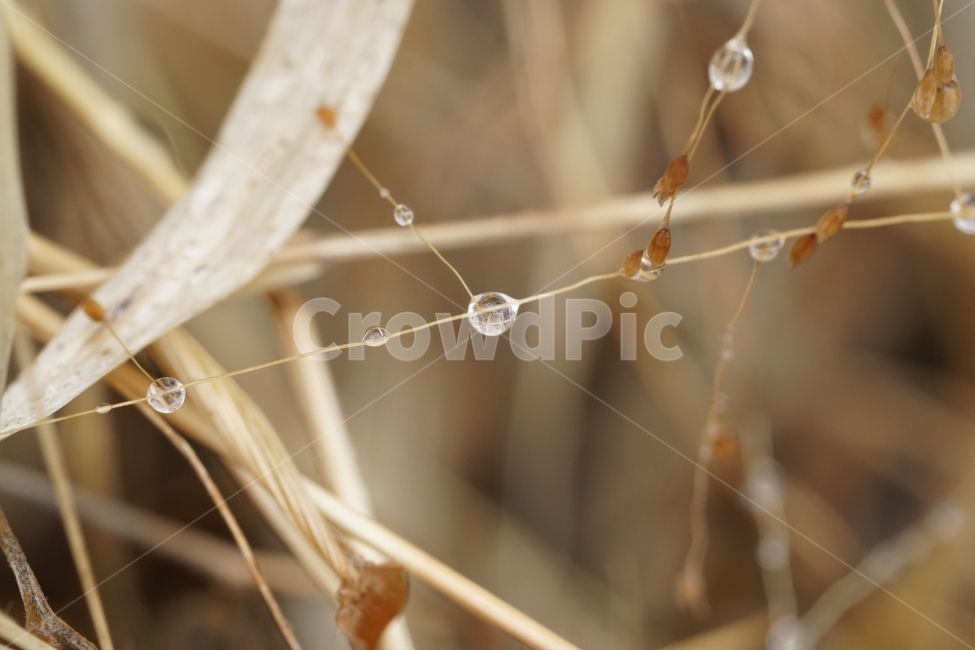 겨울,winter,season,계절,2월,February,물방울,이슬,waterdrop,dropofwater,식물,plants,자연,nature,접사,마크로,클로즈업,macro,closeup,landscape,풍경,snap,스냅,풀,잡초,추운,추위,춥다,눈이녹은,눈이녹다,얼음이녹음,얼음이녹은,얼음이녹다,눈녹음,cold,한국자연,투명,투명한,투명하다,맑은,맑다,구슬,유리,식물,자연,plants,nature