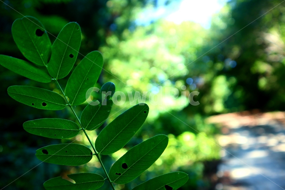 추억,plant,식물,leaf,잎,green,초록,식물,자연,plants,nature