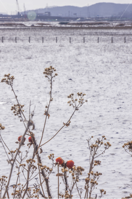 겨울,열매,혹한,차가운,적막한,희망,절망,고요,눈,풍경,감성,겨울,계절,winter,season,식물,자연,plants,nature