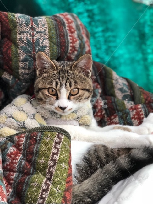 고양이,호기심,정면,잠옷,은신처,cat,curiosity,face,pajamas,hideout,blacknose,반려묘