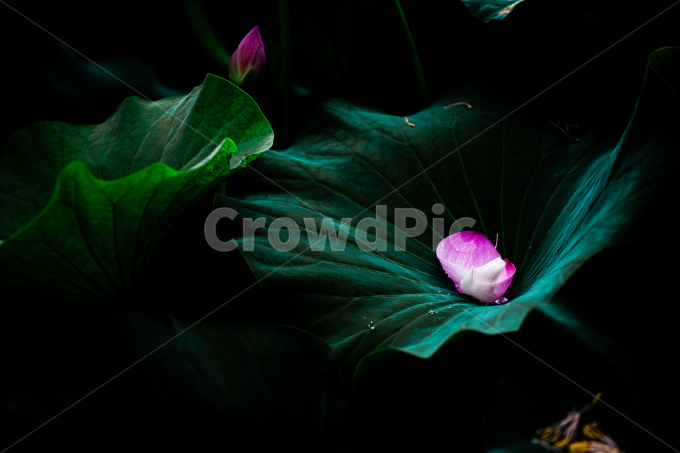 연잎,연못,연꽃,호수,덕진공원,flower,korea,lake,식물,자연,plants,nature,꽃,flower