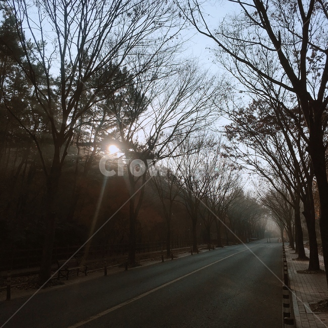 하늘,햇살,나무,겨울,풍경,겨울,계절,winter,season,자연,풍경,nature,landscape,asphalt,아스팔트,road,도로,light,빛,flare,플레어