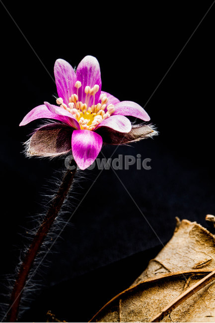 야생화,노루귀,봄꽃,청노루귀,flower,식물,자연,plants,nature,꽃,flower