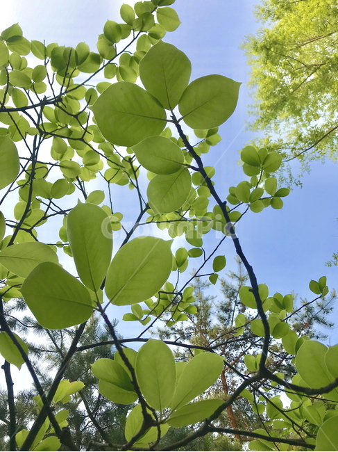 leaf,잎,plant,식물,sky