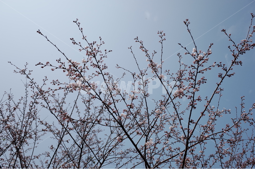 제주도,벚꽃,감성사진,하늘,맑은날,자연,풍경,nature,landscape