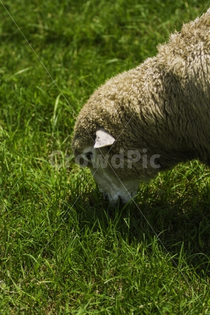 양,양떼,목장,체험,동물,식물,풀,먹이,먹이주기,양때,동물,animal,포유류,mammal,산업,industry,industrial,목축업,목장,livestock farming,ranching,pasture