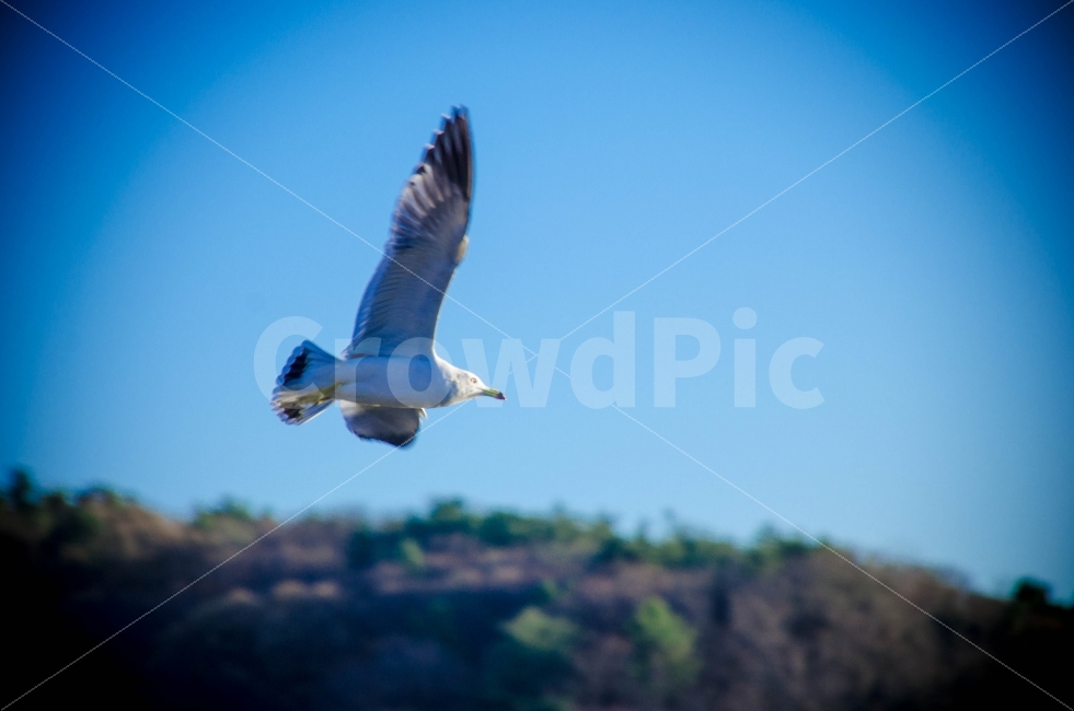 비둘기,닭둘기,비행,새,조류,날개,동물,animal,조류,새,birds
