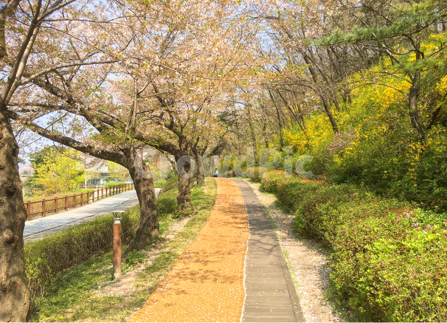 봄,공원,개나리,벚꽃,꽃,녹음,녹색,연두색,산책,산책로,따뜻한,아름다운,풍경,봄날,나무,자연,경치,배경,봄,계절,spring,season,자연,풍경,nature,landscape,식물,plants,나무,trees,wood,plant