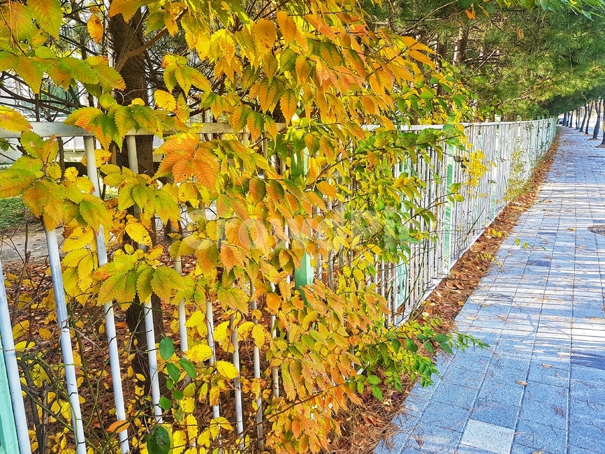 tree,나무,plant,식물,길,도로,도보,공원,식물,자연,plants,nature