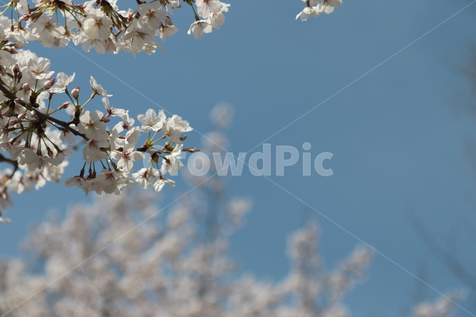 blossom,벚꽃,flower,꽃,봄,하늘,sky,봄꽃,봄나무,플라워,spring,아웃도어,야외,자연,nature,cherryblossom