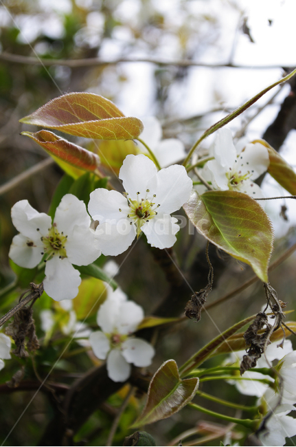 꽃,flower,계절,봄,spring,식물,plant,자연,nature,봄,계절,spring,season,식물,자연,plants,nature,꽃,flower