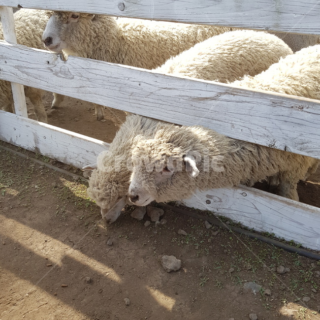 양,자연,목장,가축,동물,동물,animal,포유류,mammal,목축업,목장,livestock farming,ranching,pasture