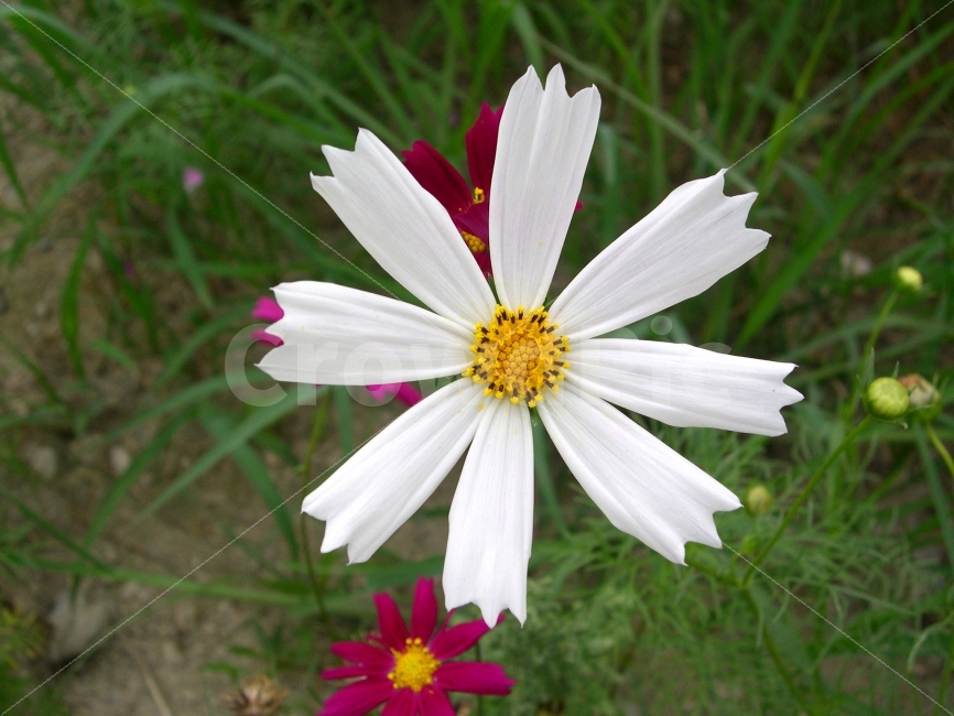 코스모스,꽃,야생화,식물,플라워,flower,cosmos,흰색,white,식물,자연,plants,nature,꽃,flower