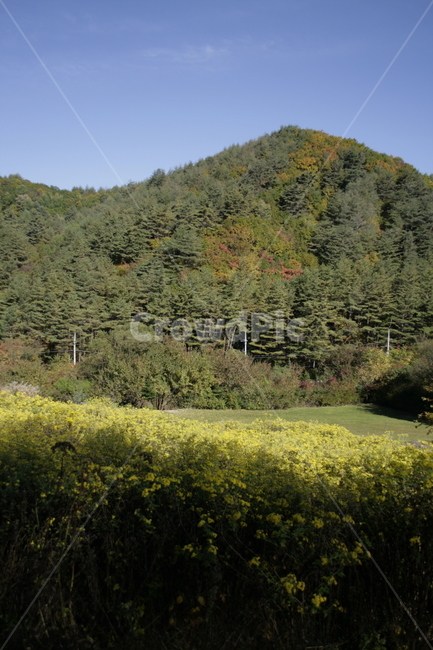 산국,꽃,flower,식물,plant,가을,하늘,풍경