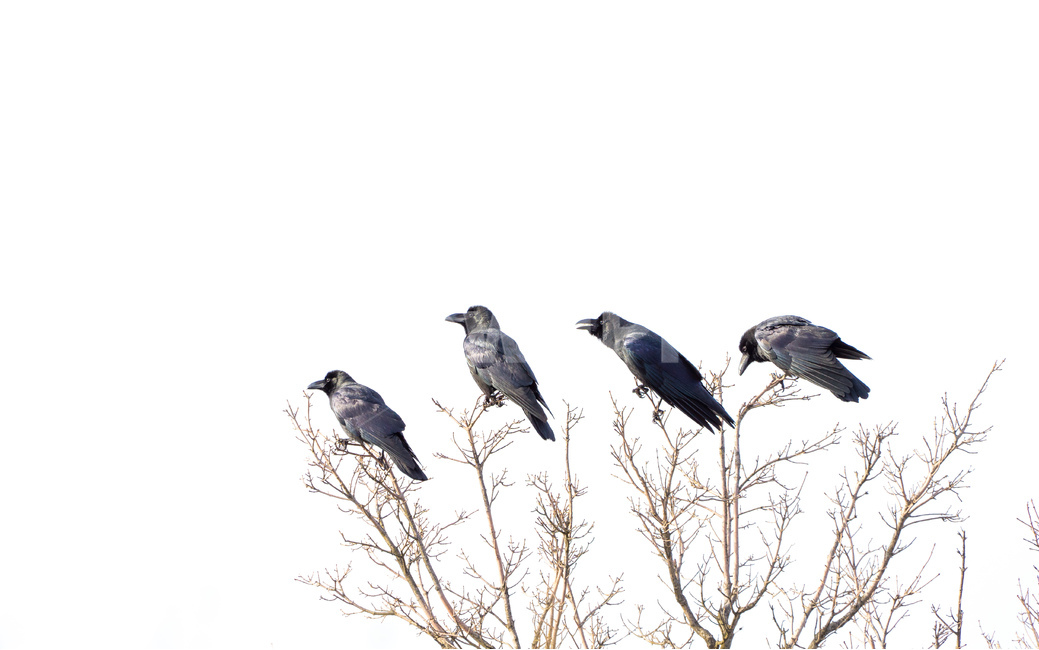 동물,까마귀,새,나무,하늘,animal,birds,sky,tree,자연,동물,animal,조류,새,birds