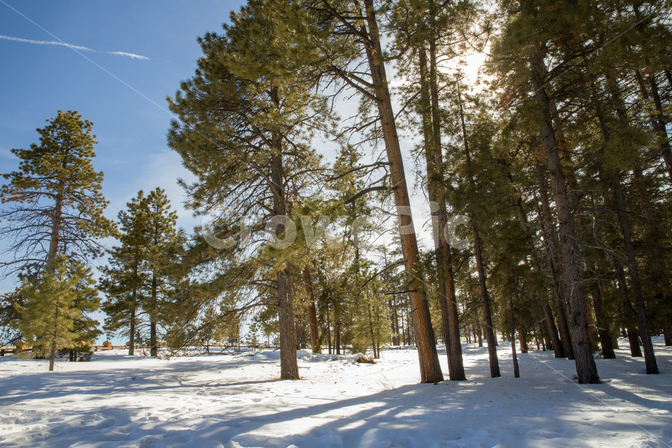 rural,natural,wood,background,beautiful,blue,cold,forest,frost,ice,landscape,light,mountain,nature,outdoor,park,scenic,season,sky,snow,sun,sunlight,sunny,tree,trees,usa,utah,view,white,winter,미국,유타,눈,겨울,자연,나무,야외,숲