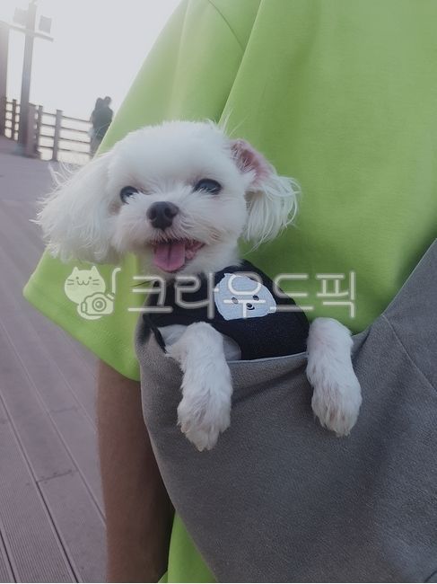 말티즈,강아지,강아지웃는모습,강아지혓바닥,강아지목줄,강아지어깨줄,강아지포대기,말티즈귀,반려동물,반려견,강아지넥카라