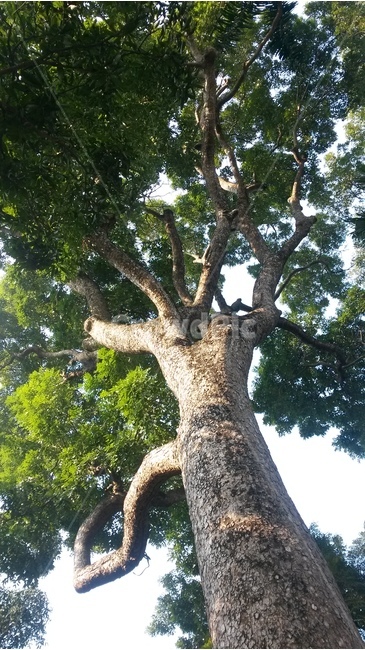 나무,자연,풀,안정,녹색,식물,자연,plants,nature,나무,trees,wood