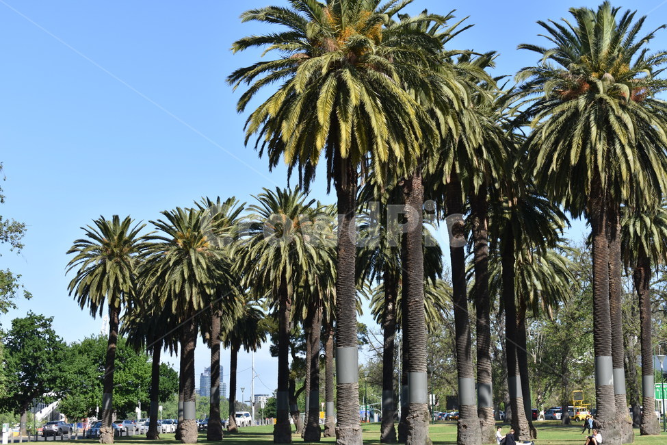열대나무,야자수,공원,푸른하늘,휴식,tropicaltree,palmtree,park,bluesky,relaxation,힐링,rest,healing