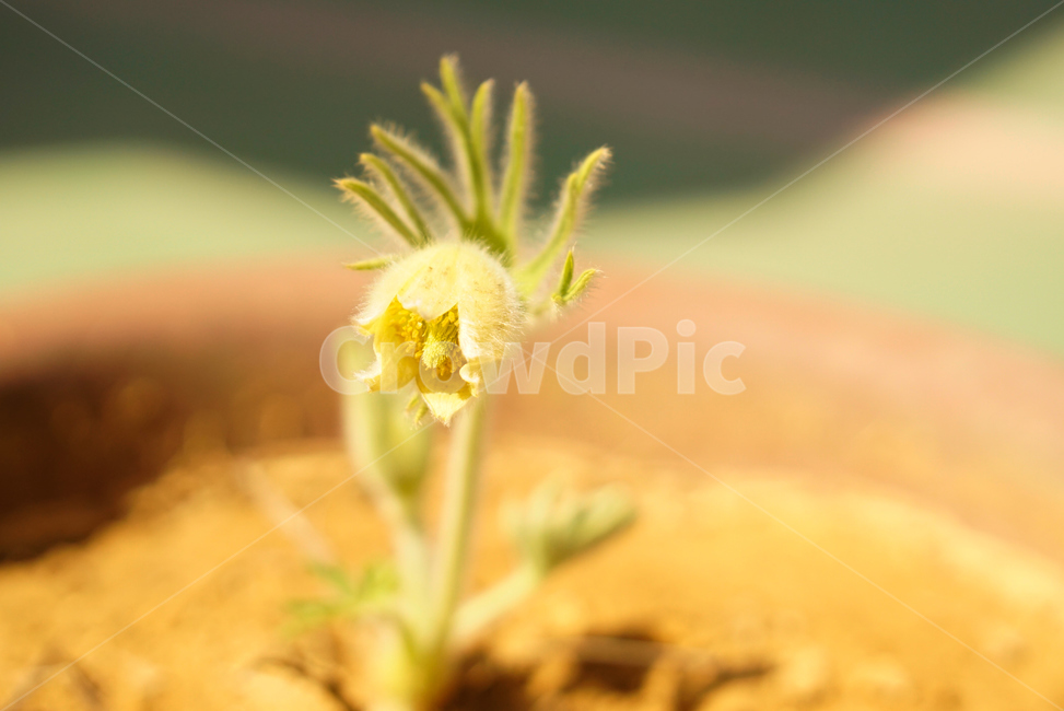 할미꽃,노란할미꽃,희귀종,식물,봄,생화,조화,들꽃,약재,pasqueflower,flower,plant,yellowflower,nature,식물,자연,plants,nature,꽃,flower