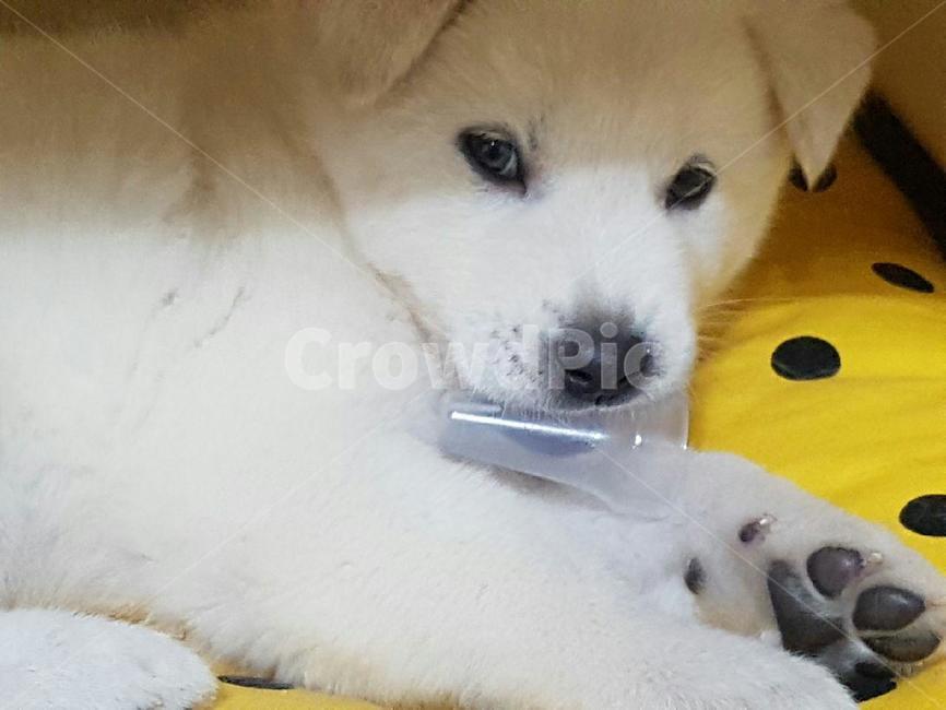 강아지,귀여운강아지,애완견,dog,애완동물,풍산개