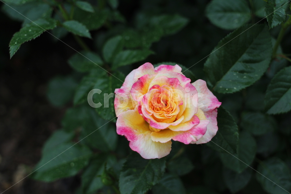 장미,rose,flower,꽃,플라워,식물,축제,향기,꽃향기,봄,계절,spring,season,식물,자연,plants,nature,꽃,flower,blossom,plant