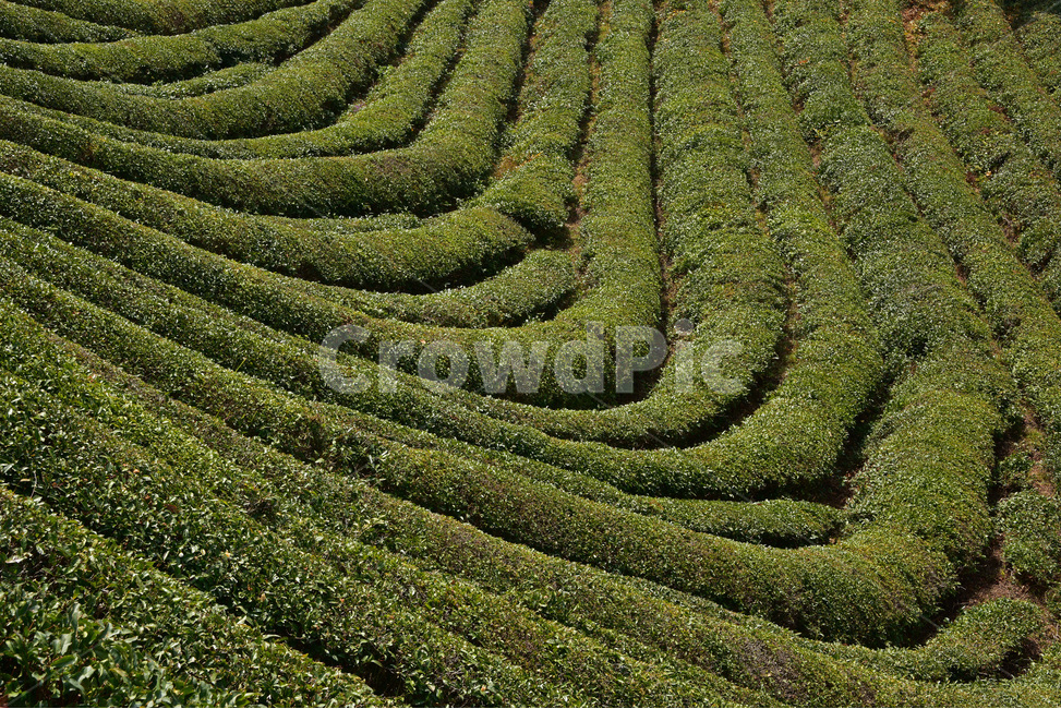 녹차밭,보성,녹차,밭,체험관광,greenteafarm,greenteafields,산업,industry,industrial,농업,농사,agriculture,farming,farming industry