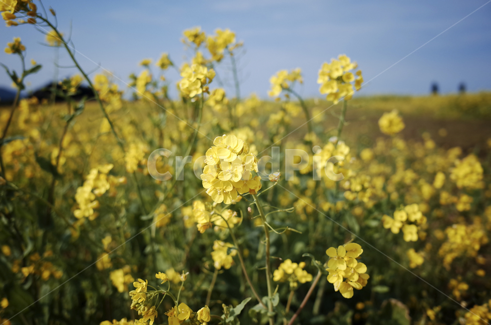 유채꽃,유채,plant,식물,flower,꽃,yellow,green,봄꽃,노란꽃,노란,초록,노랑