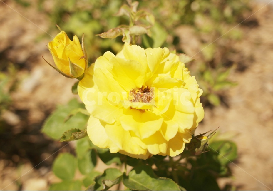 식물,꽃,노란꽃,plant,태화강,꽃축제,식물,자연,plants,nature,꽃,flower