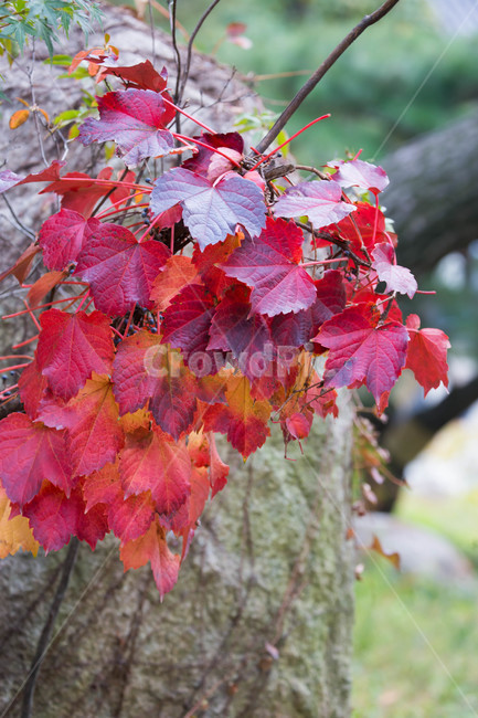 가을,plant,식물,leaf,잎,tree,나무,돌,가을,계절,fall,autumn,season