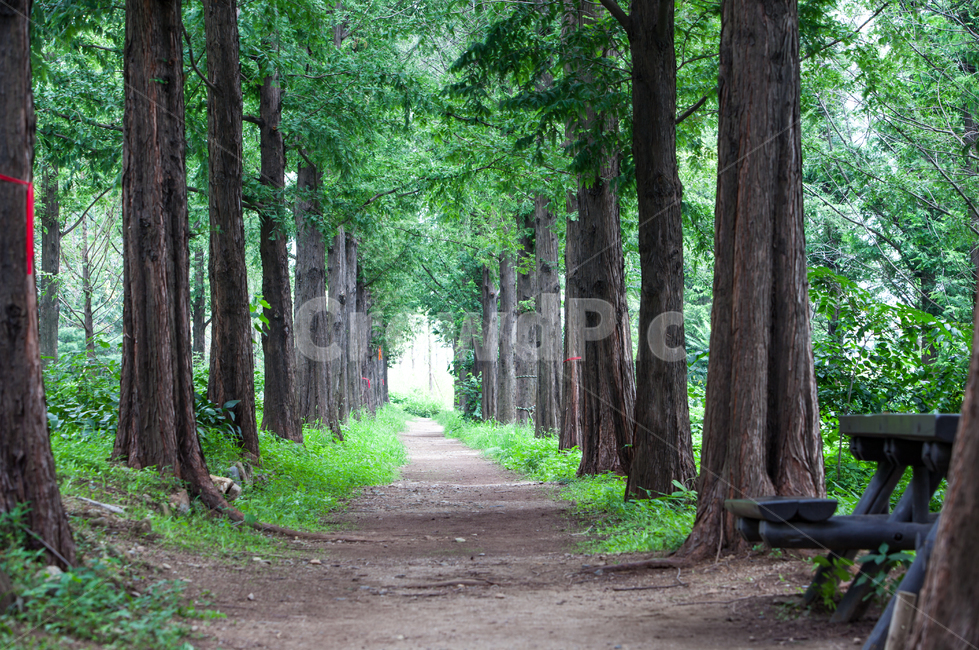 tree,plant,treetrunk,나무줄기,배경,풍경,백그라운드,하늘공원,나무,나무숲,메타세콰이어,삼림,녹음,녹색,산책로,그린,녹색길,공원,숲,메타세콰이어길,메타세콰이어숲,식물,숲길,여름,의자,벤치,자연,풍경,nature,landscape